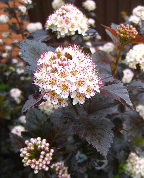 Пузыреплодник калинолистный `Ред Барон`, Physocarpus opulifolius `Red ...